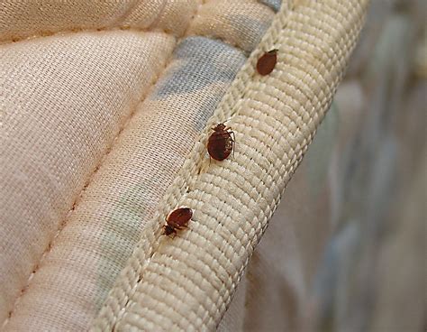 bed bug.